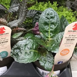 Lowe's Home Improvement - Plant beauties.