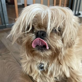 Mobile Dog Grooming - Before - Pet Groomers Near Me - Irvine, California Mobile Dog Grooming - Before - Pet Groomers Near Me - Irvine, California