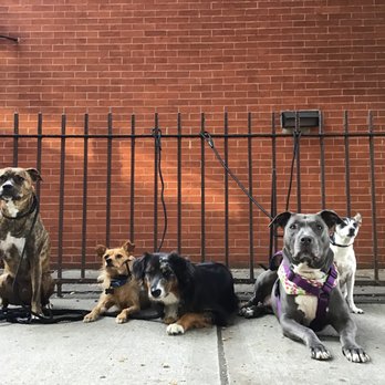 Packnowledge - Pet Training Near Me Packnowledge - Pet Training Near Me