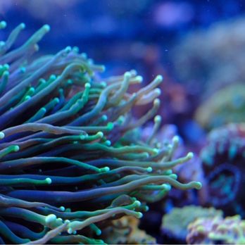 Tat Tropical Illusion - Local Fish Stores Near Me - Thousand Oaks, California