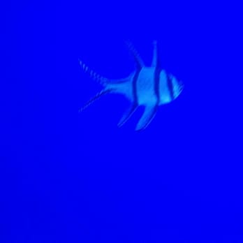 Vivid Aquariums - Aquarium Services Near Me - Canoga Park, California