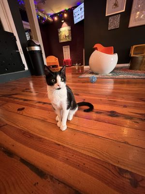 Mac Tabby Cat Cafe - Charlotte by null