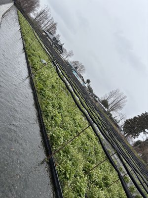 Daio Wasabi Farm Restaurant by null