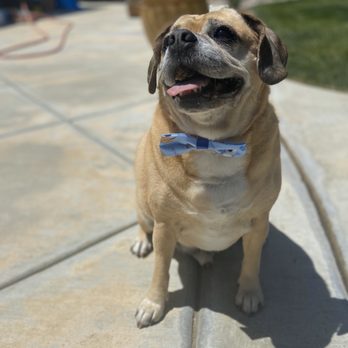 OMG Mobile Pet Spa & More - Pet Groomers Near Me - Wildomar, California OMG Mobile Pet Spa & More - Pet Groomers Near Me - Wildomar, California