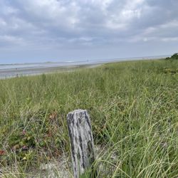 Mass Audubon Long Pasture Wildlife Sanctuary - Dunes