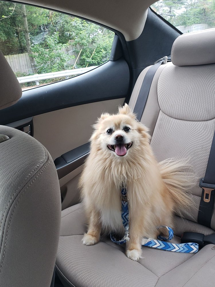 TAIL WAGGERS PET SALON Updated July 2024 17 Photos & 17 Reviews 8