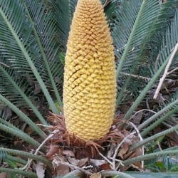 El Huerto de las Flores