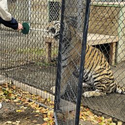 Feeding the lion! Feeding the lion!