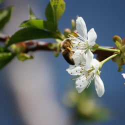 Campbell's Orchards