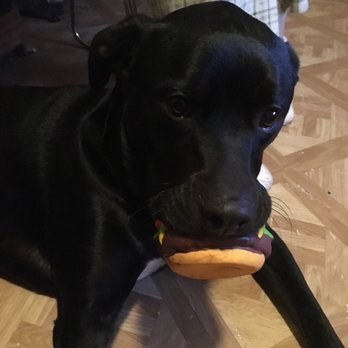 Karma Dog Training - Pet Training Near Me