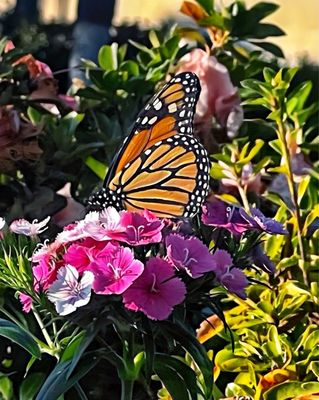 St Simons Island Pier by null