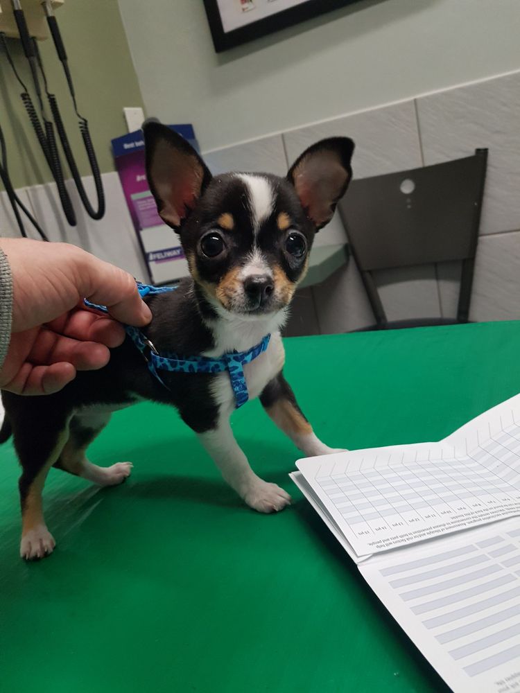 LEASIDE ANIMAL CLINIC 15 Reviews Veterinarians 1662 Bayview