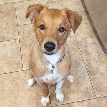 Petco - Pet Training Near Me - Chandler, Arizona Petco - Pet Training Near Me - Chandler, Arizona