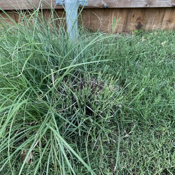 2 Fat Guys Lawn Service - Chopped up maiden grass bush - Lawn Services Near Me 2 Fat Guys Lawn Service - Chopped up maiden grass bush - Lawn Services Near Me