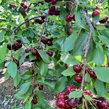 Maggiore Ranches - So many cherries!! - Fruits & Veggies Near Me - Byron, California
