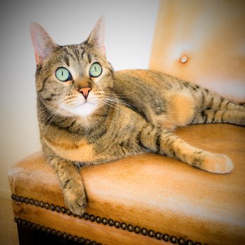 Uncle Joe's Pet Care - Pet Sitting Near Me - San Francisco, California Uncle Joe's Pet Care - Pet Sitting Near Me - San Francisco, California