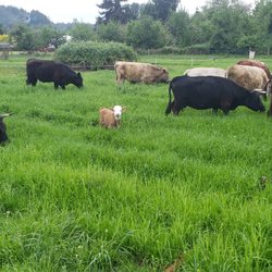Black Tansy Farm