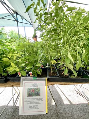 Sacramento’s Sunday Certified Farmers Market by null