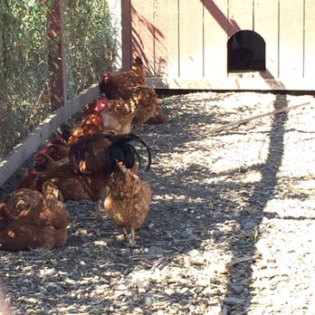 Frog's Leap Winery - Chickens! - Wineries Near Me - Rutherford, California