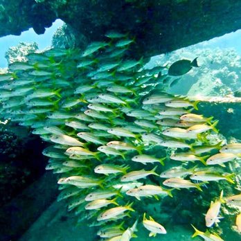 NeverDry Divers - Scuba Diving Near Me - Kihei, Hawaii