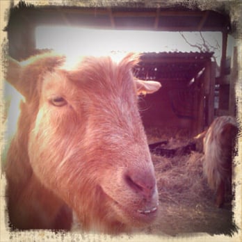 Spitalfields City Farm - Oh, hello. - Community Service/Non-Profit Near Me - London, XGL