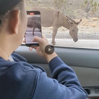 Lee Canyon - Mule on the road - Ski Resorts Near Me - Las Vegas, Nevada