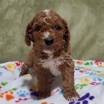 Seattle Golden Doodles - My new little man from Seattle Goldendoodles. I just love him. - Pet Breeders Near Me Seattle Golden Doodles - My new little man from Seattle Goldendoodles. I just love him. - Pet Breeders Near Me