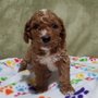 Photo of Seattle Golden Doodles
