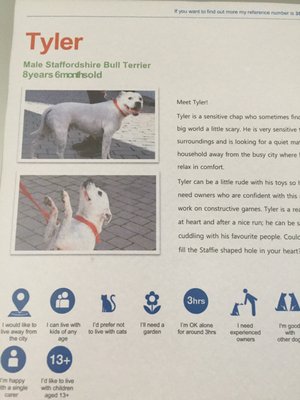Battersea Dogs and Cats Home by null