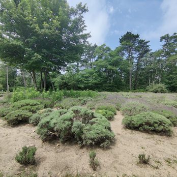 Cape Cod Lavender Farm - Field where the lavender grows - Cosmetics & Beauty Supply Near Me - Harwich, Massachusetts