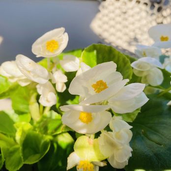 Hillside Produce - Begonias - Nurseries & Gardening Near Me - Dundee, New York Hillside Produce - Begonias - Nurseries & Gardening Near Me - Dundee, New York