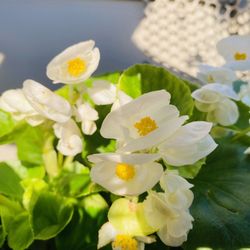 Hillside Produce - Begonias
