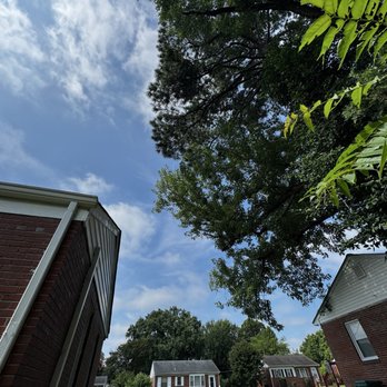 Call My Saw Tree Service - After: tree has been trimmed back away from the house - Tree Services Near Me - Ruther Glen, Virginia Call My Saw Tree Service - After: tree has been trimmed back away from the house - Tree Services Near Me - Ruther Glen, Virginia