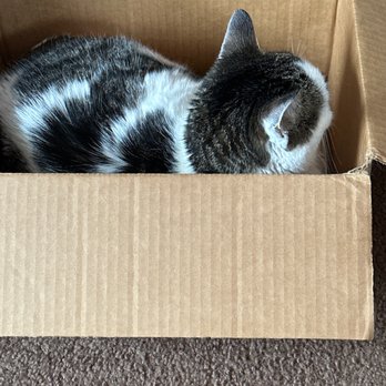 A Cat's Place Veterinary Hospital - Your patient Molly!! - Veterinarians Near Me - Fishkill, New York A Cat's Place Veterinary Hospital - Your patient Molly!! - Veterinarians Near Me - Fishkill, New York
