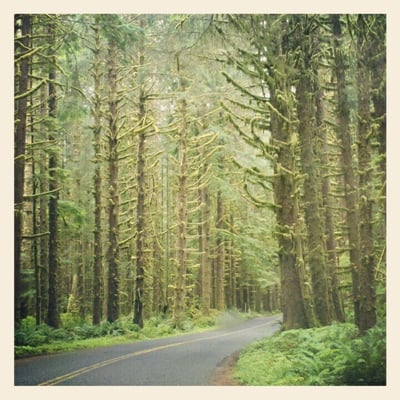 Hoh River Trailhead by null