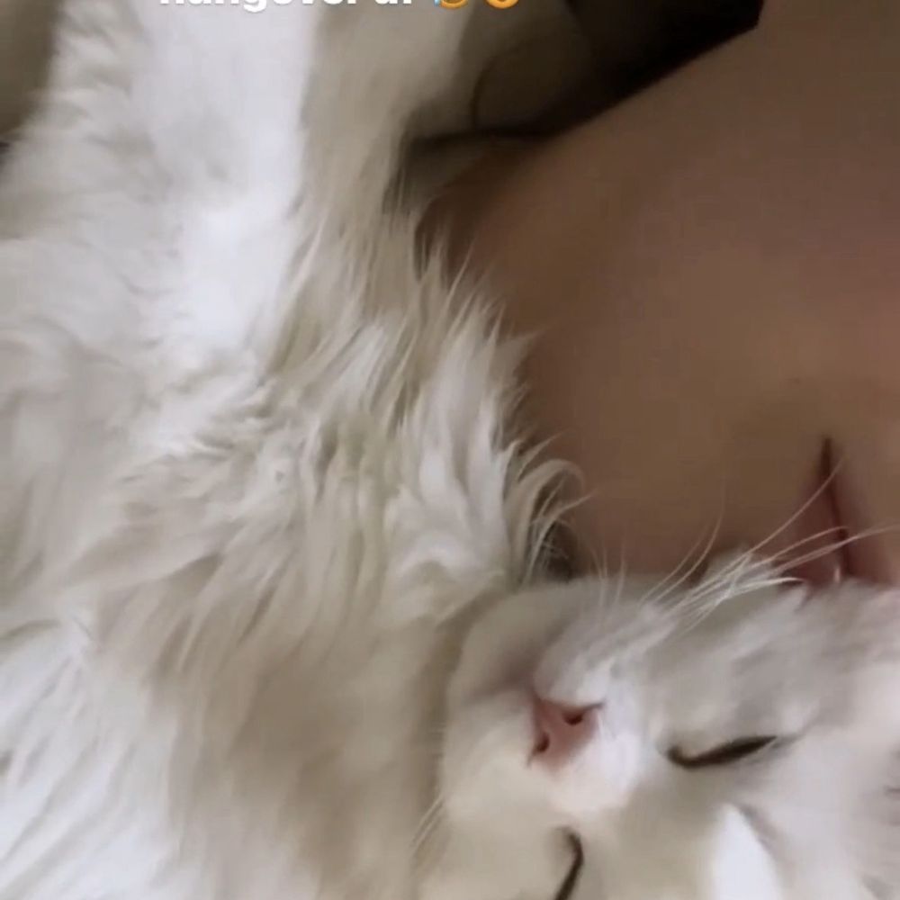 Broadway Ragdolls - Lucas when he was 8 months. I'm basically his pillow lol - Pet Services Near Me Broadway Ragdolls - Lucas when he was 8 months. I'm basically his pillow lol - Pet Services Near Me