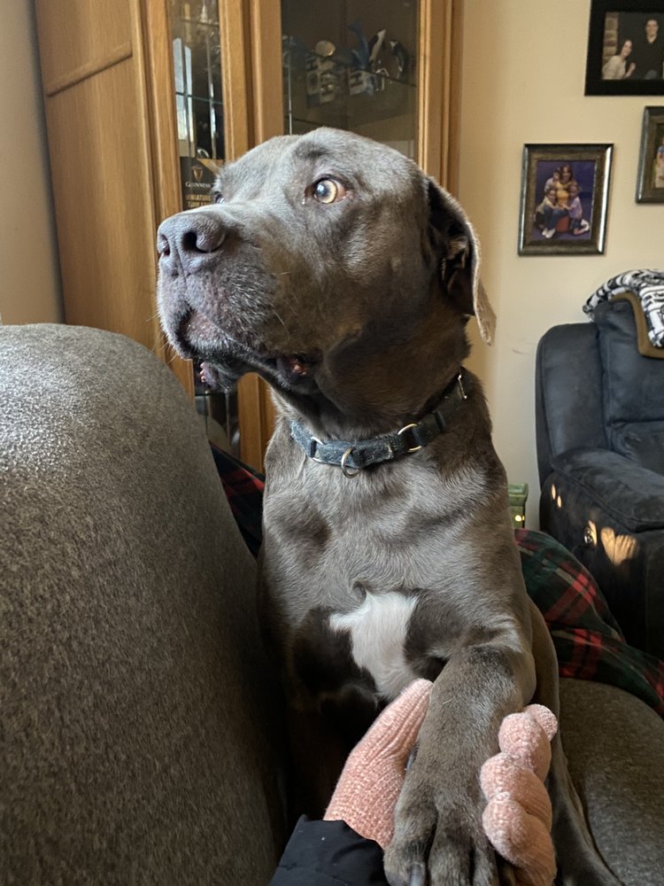 TOP DOG PET SITTING 21 Photos Hampstead, Maryland Dog Walkers Phone Number Yelp