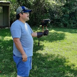 Green Mountain Falconry School - Elmer the Harris Hawk