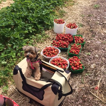 Heckman Orchards - Coco guarding berries - Fruits & Veggies Near Me - Effort, Pennsylvania