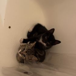 Primary Pet Care - stray kittens