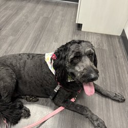 Healthy Paws - Picture of Layla Lockerbie