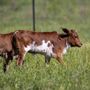 Photo of Halbert Farm KuneKune Pigs