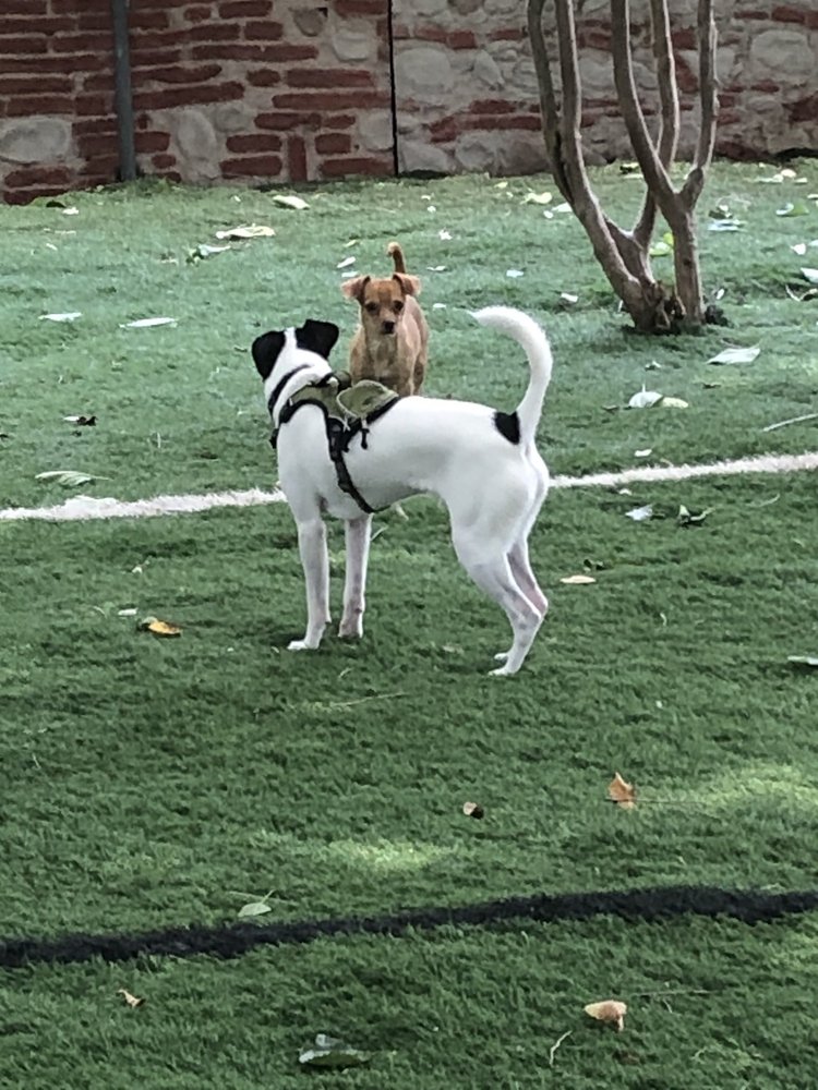 PATIO GATE PET RESORT Updated May 2024 54 Photos & 75 Reviews 526