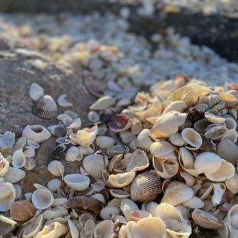 Nokomis Public Beach - Beach in the morning! So many shells - Beaches Near Me - Nokomis, Florida Nokomis Public Beach - Beach in the morning! So many shells - Beaches Near Me - Nokomis, Florida