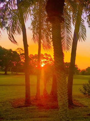 Palmetto-Pine Country Club by null