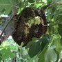 Photo of Bill's Bee Service