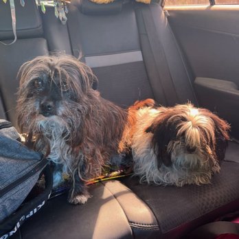 Jenns Tail Wagging Pet Care - Before - Pet Sitting Near Me Jenns Tail Wagging Pet Care - Before - Pet Sitting Near Me