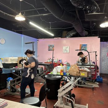 Purrfect Pet Parlor - Here for a nail trim! - Pet Groomers Near Me - Long Beach, California Purrfect Pet Parlor - Here for a nail trim! - Pet Groomers Near Me - Long Beach, California