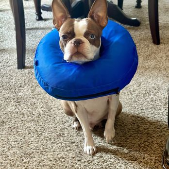 Memphis Veterinary Specialists - My Boston Terrier Moby - Veterinarians Near Me - Cordova, Tennessee Memphis Veterinary Specialists - My Boston Terrier Moby - Veterinarians Near Me - Cordova, Tennessee
