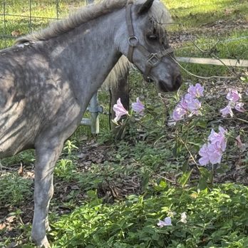 Red Bird Cottage and Farm - Animal Assisted Therapy Near Me Red Bird Cottage and Farm - Animal Assisted Therapy Near Me
